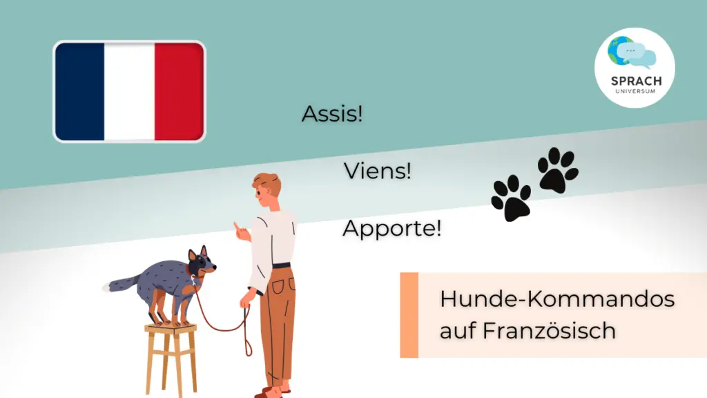 Beitragsbild Hundekommandos auf Französisch