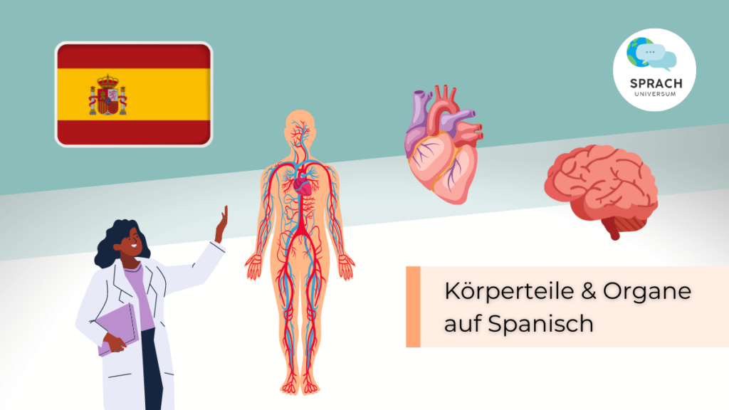Beitragsbild: Körperteile & Organe auf Spanisch