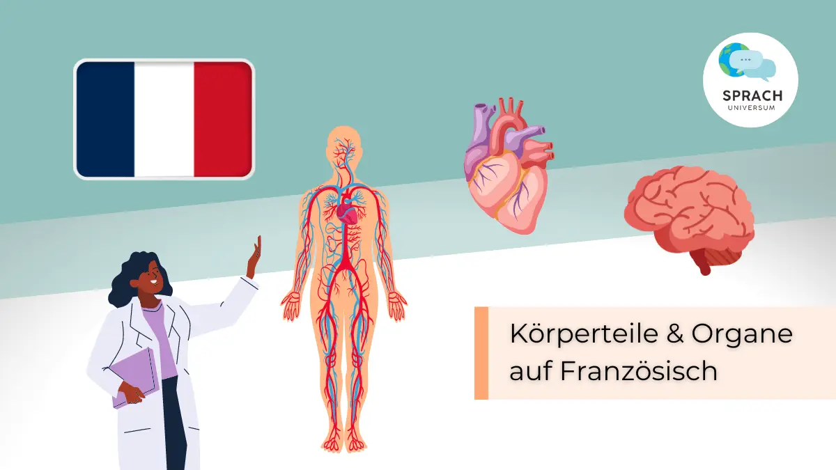 Beitragsbild Körperteile & Organe Französisch